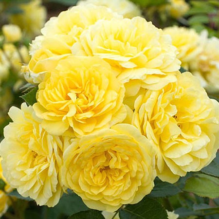 Rosier "Anny Duperey" - Somptueuse rose aux 85 pétales jaune d'or, parfumée - Fleurs très dense - Label ADR (écologique)